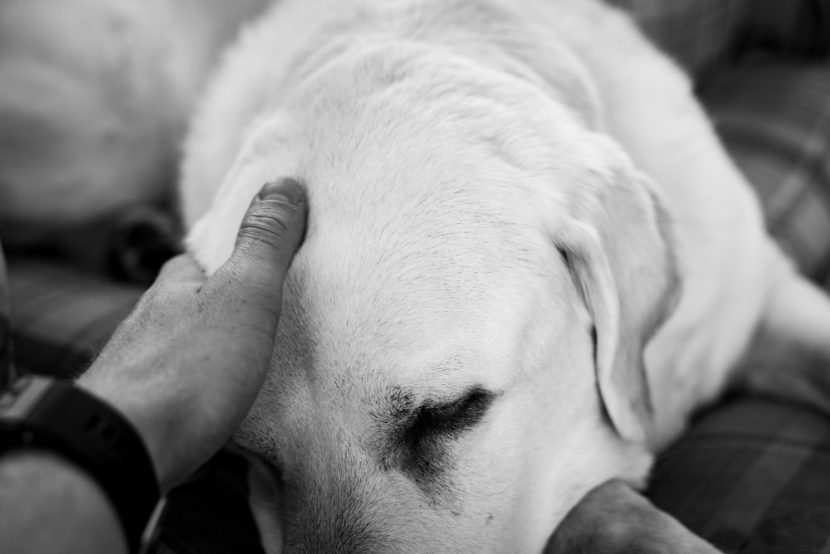 Il Bosco degli Angeli: eccellenza nella cremazione di animali in Campania